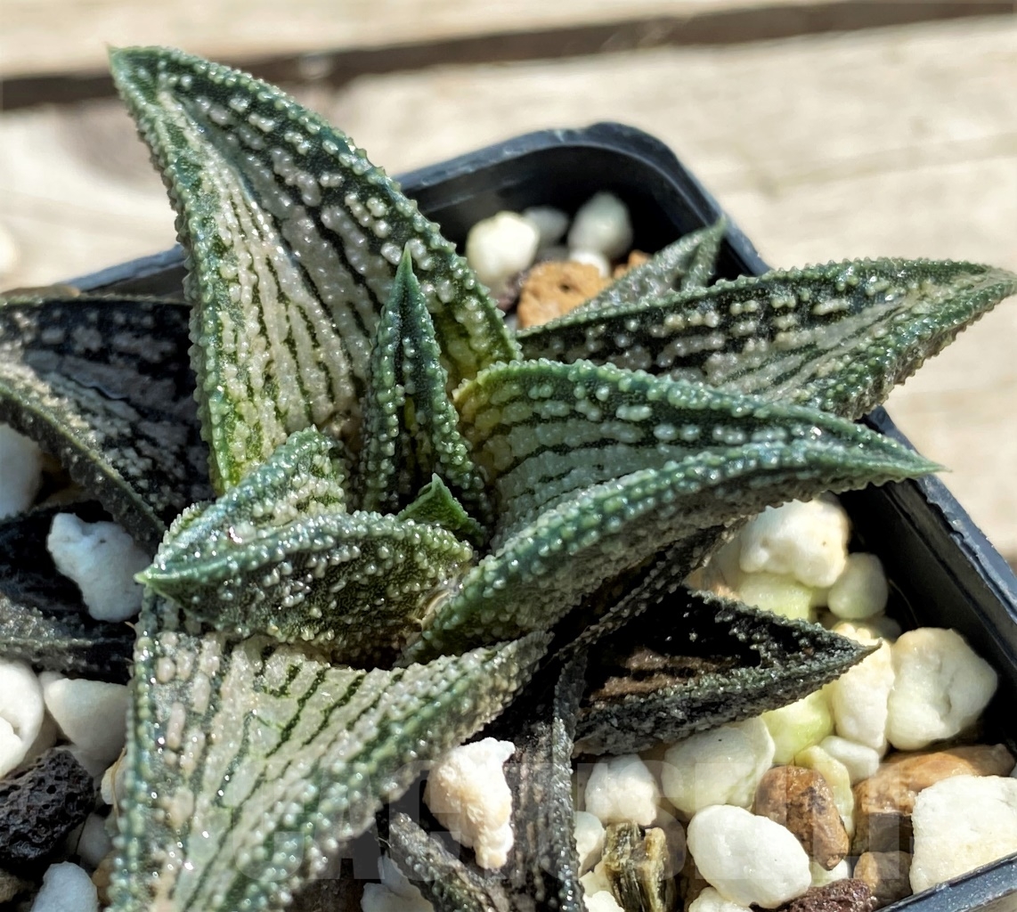 SHPR12962 Haworthia 'Kintaikyo'
