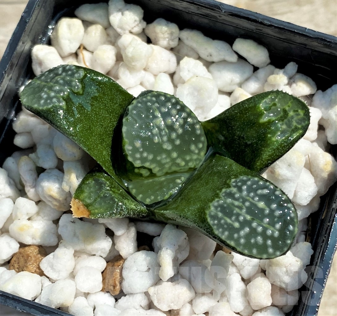 SHPR12965 Haworthia groenewaldii