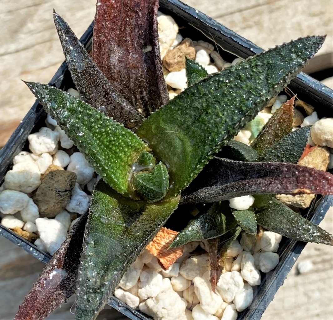 SHPR12966 Haworthia scabra hybrid - immagine 2