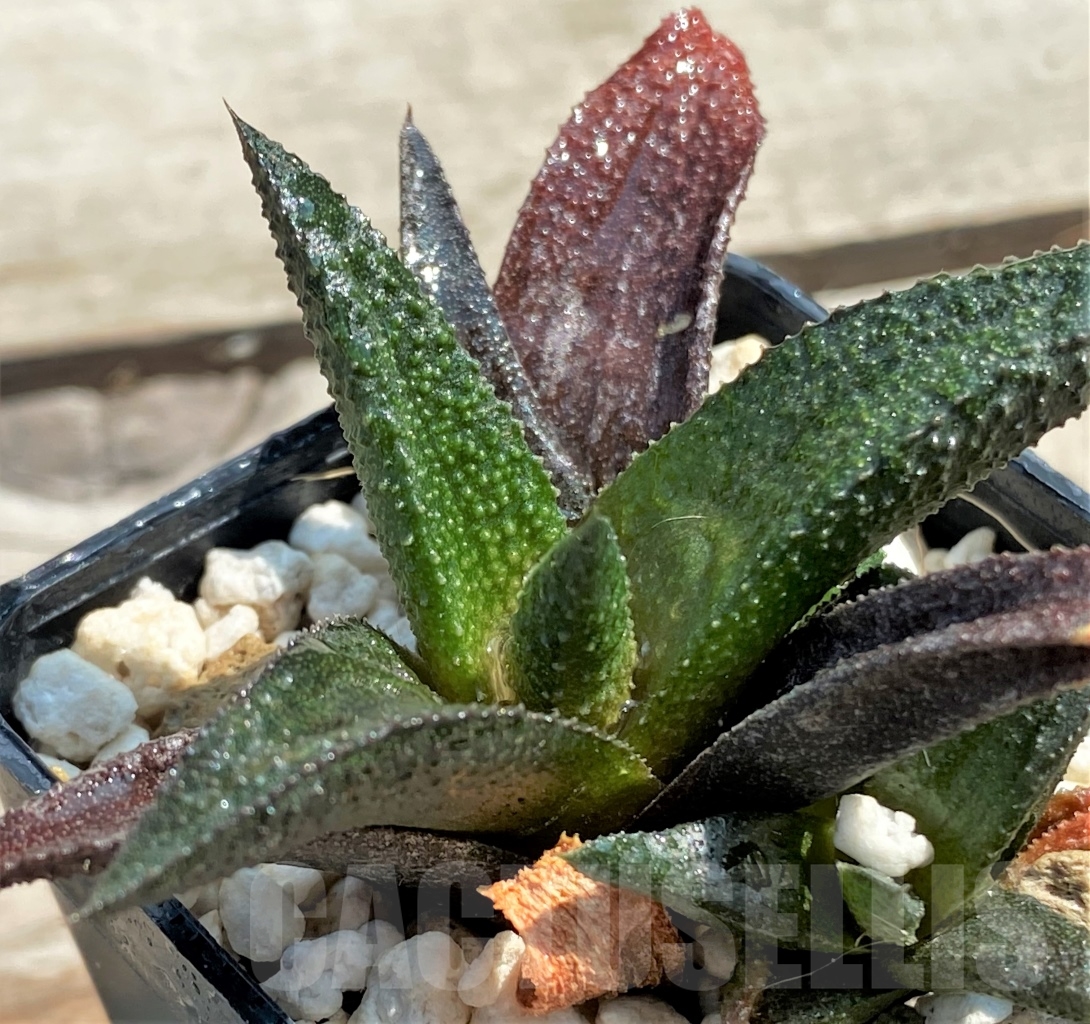 SHPR12966 Haworthia scabra hybrid