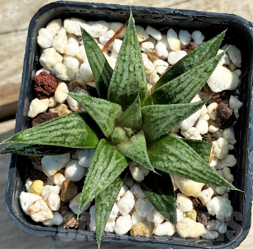 SHPR12967 Haworthia 'Metallika' - immagine 2