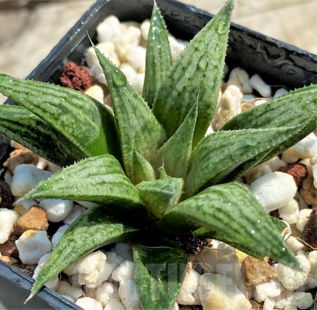 SHPR12967 Haworthia 'Metallika'