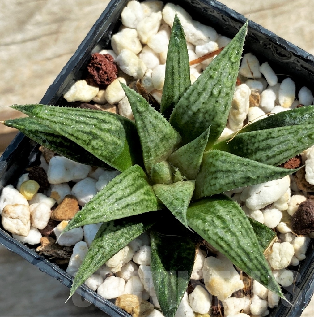SHPR12967 Haworthia 'Metallika' - immagine 3