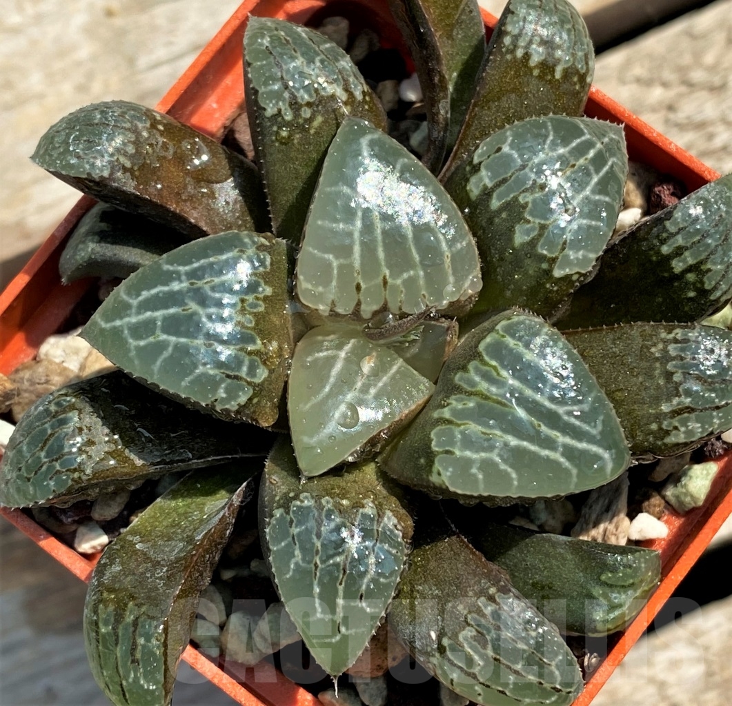 SHPR12970 Haworthia bayeri hybrid - Image 3