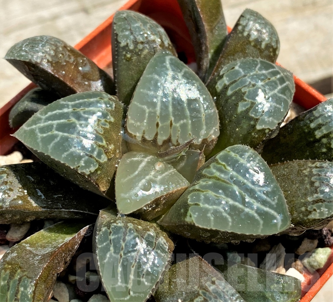 SHPR12970 Haworthia bayeri hybrid - Image 2