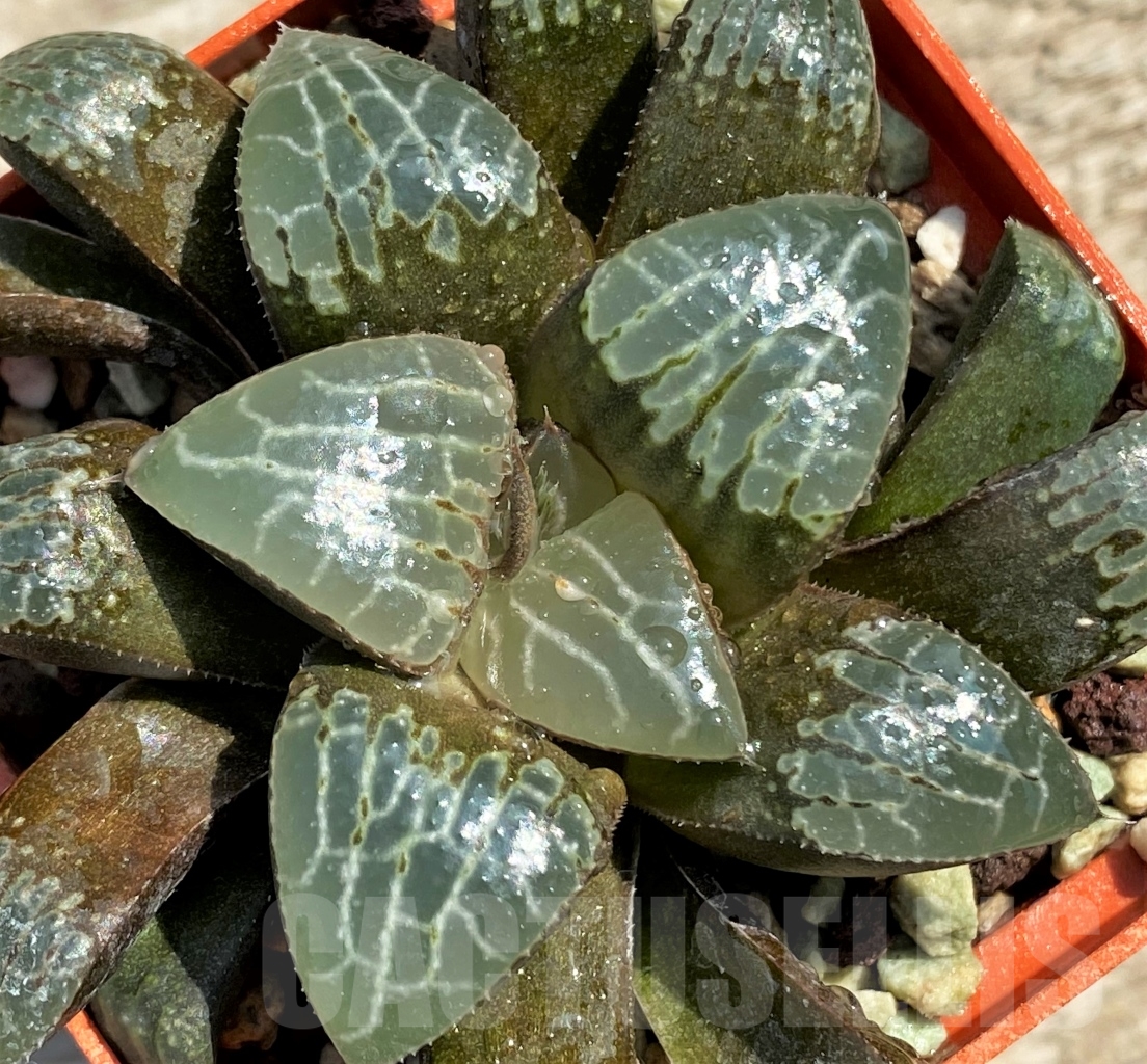 SHPR12970 Haworthia bayeri hybrid