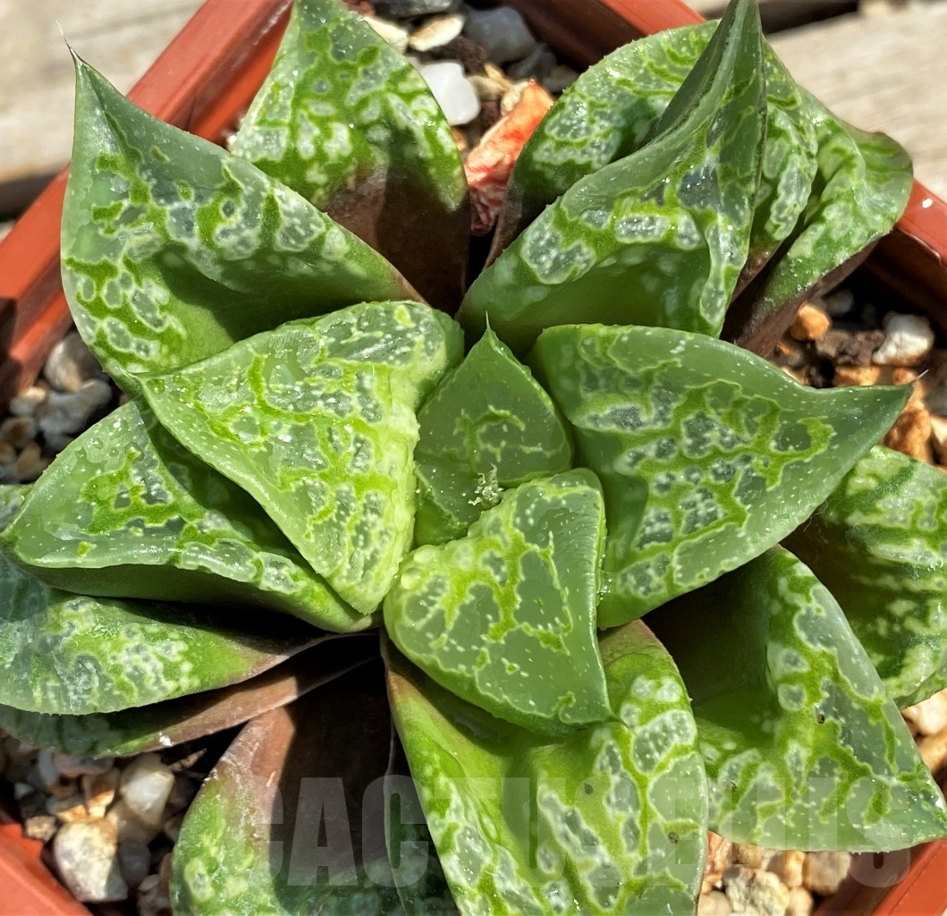 SHPR12972 Haworthia magnifica splendens 'Kamen Butokai' - immagine 2