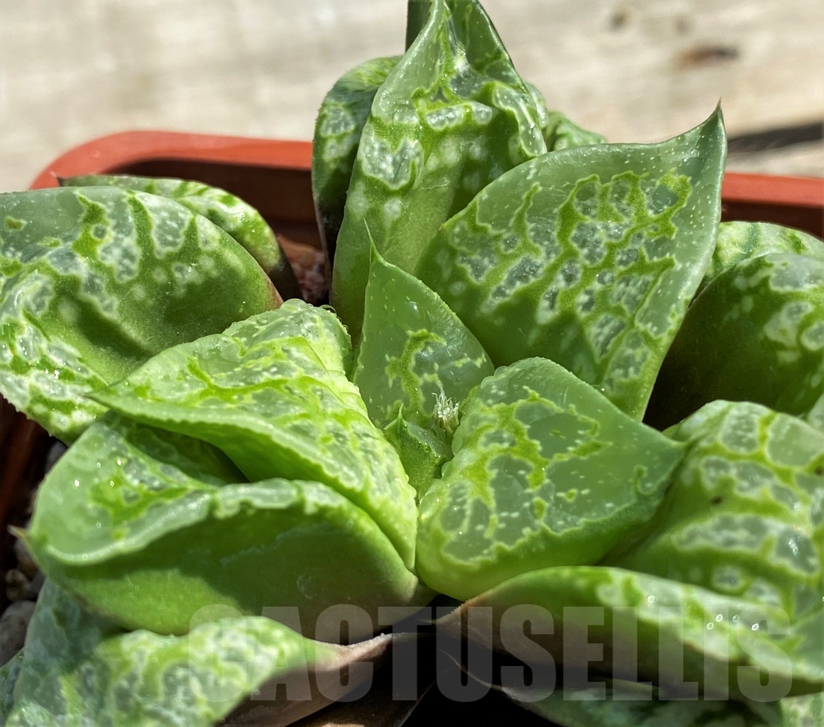 SHPR12972 Haworthia magnifica splendens 'Kamen Butokai'