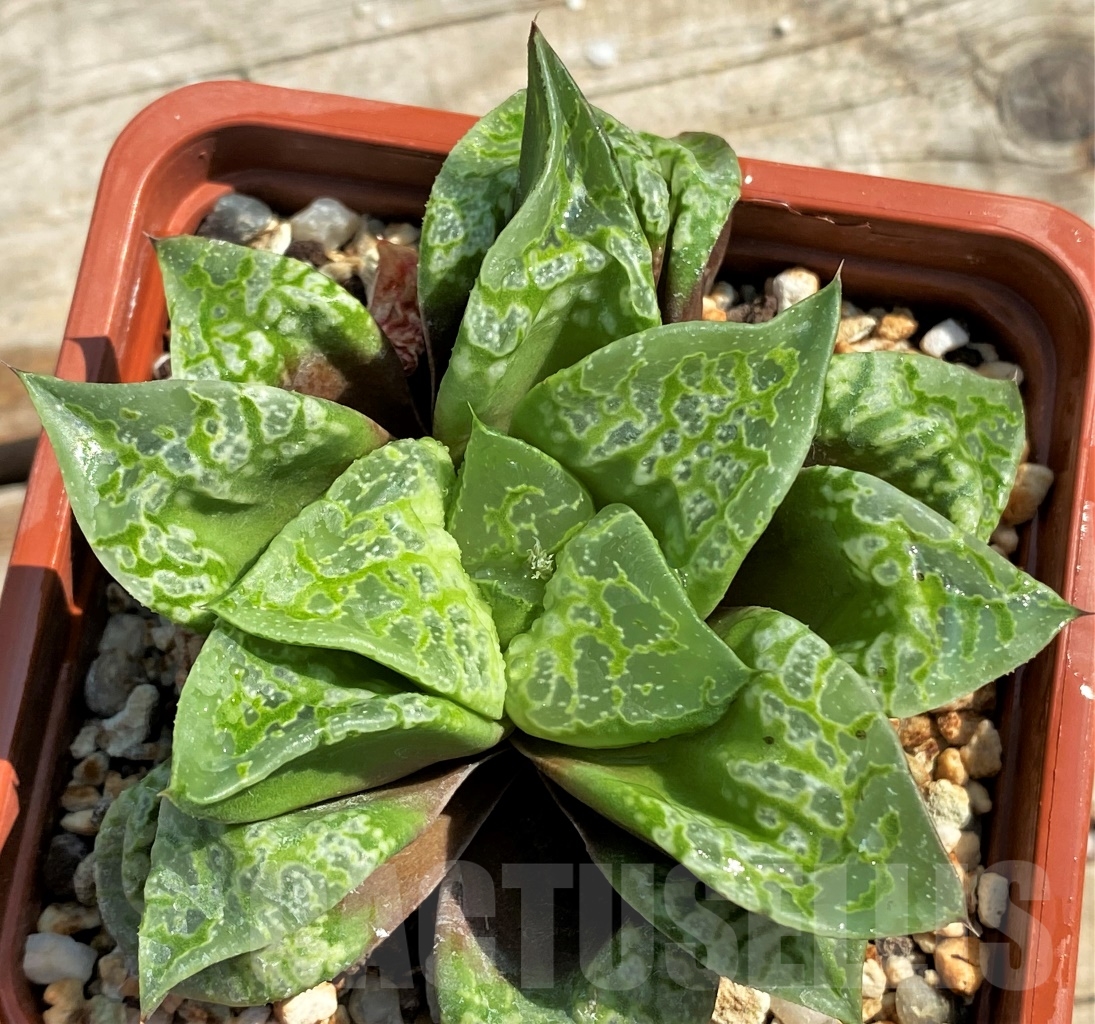 SHPR12972 Haworthia magnifica splendens 'Kamen Butokai' - immagine 3