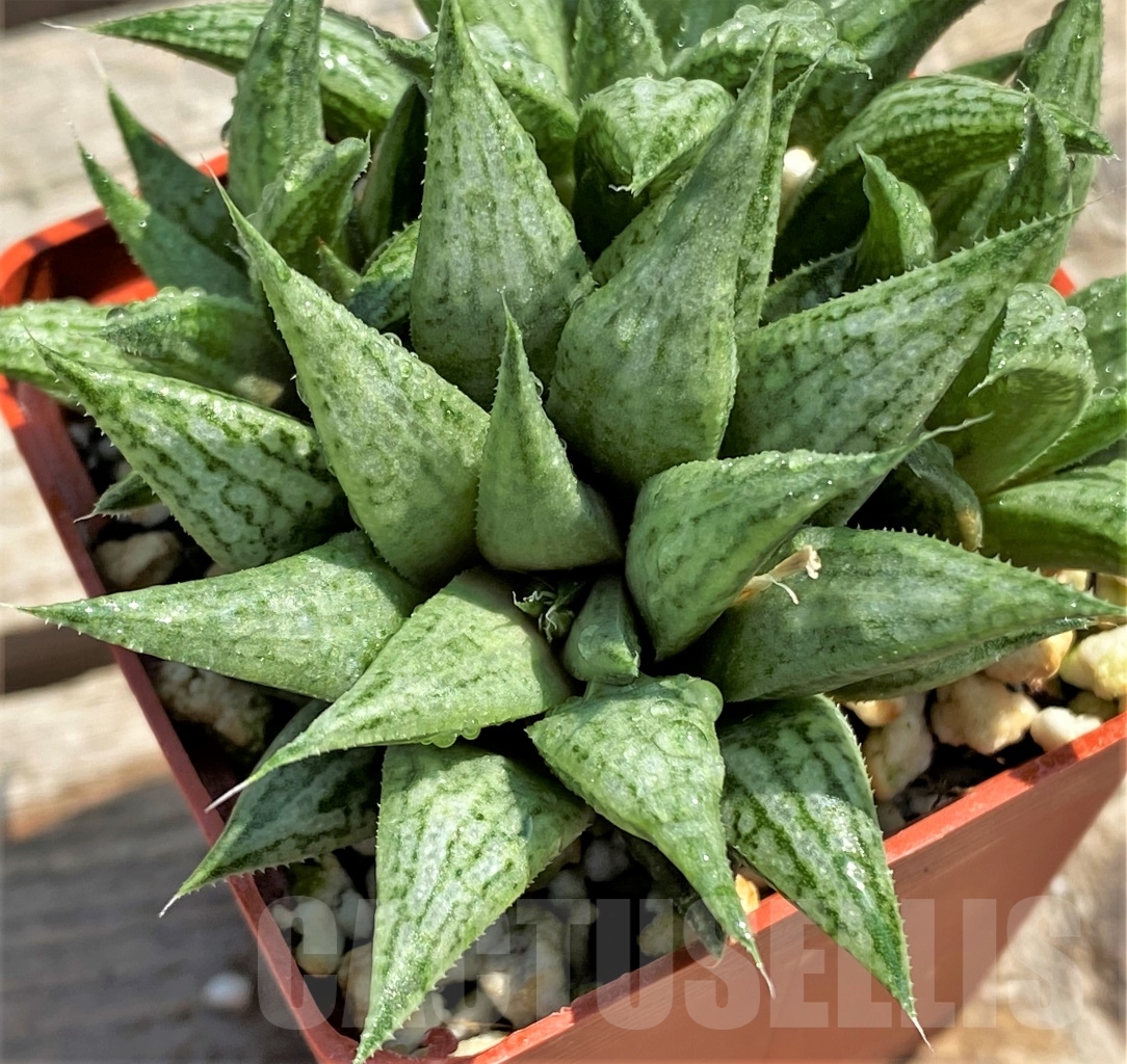SHPR12974 Haworthia ‘Metallika’ - Image 2