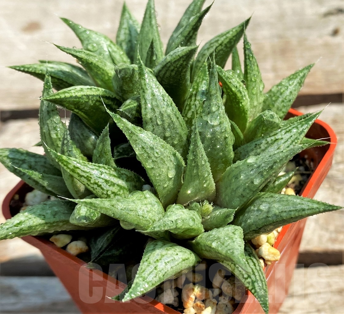 SHPR12974 Haworthia ‘Metallika’