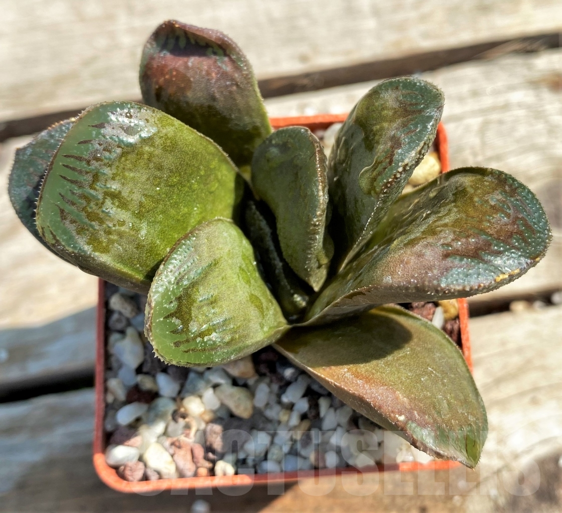 SHPR12975 Haworthia comptoniana x obtusa - Image 3