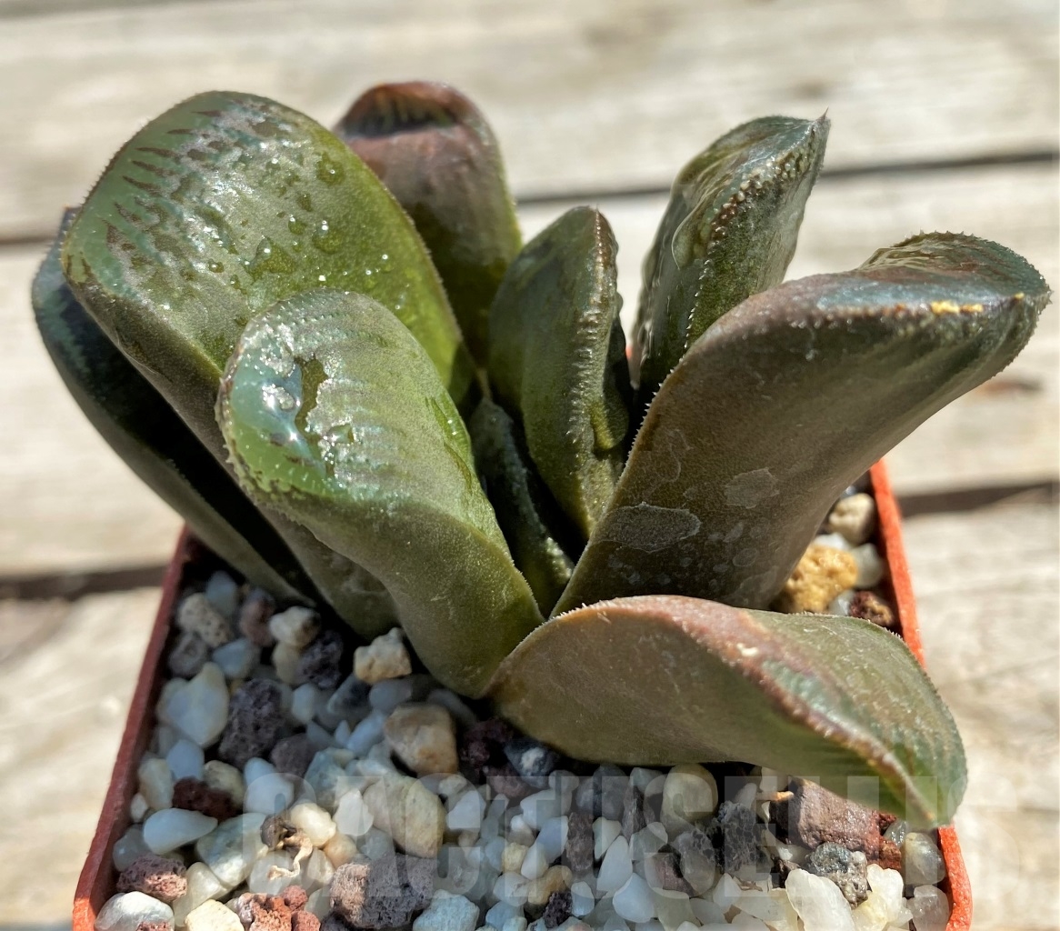 SHPR12975 Haworthia comptoniana x obtusa - Image 2