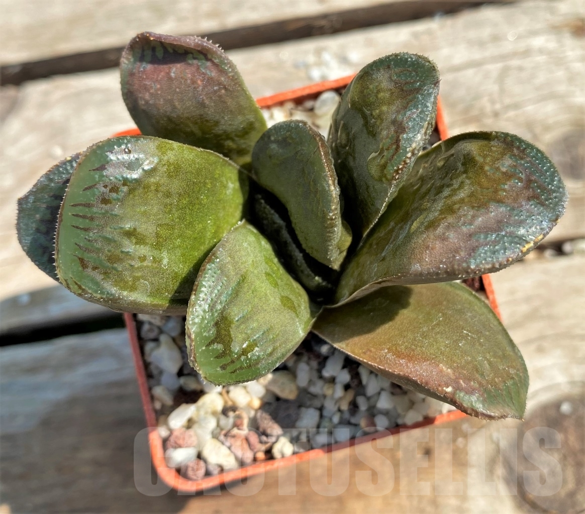 SHPR12975 Haworthia comptoniana x obtusa