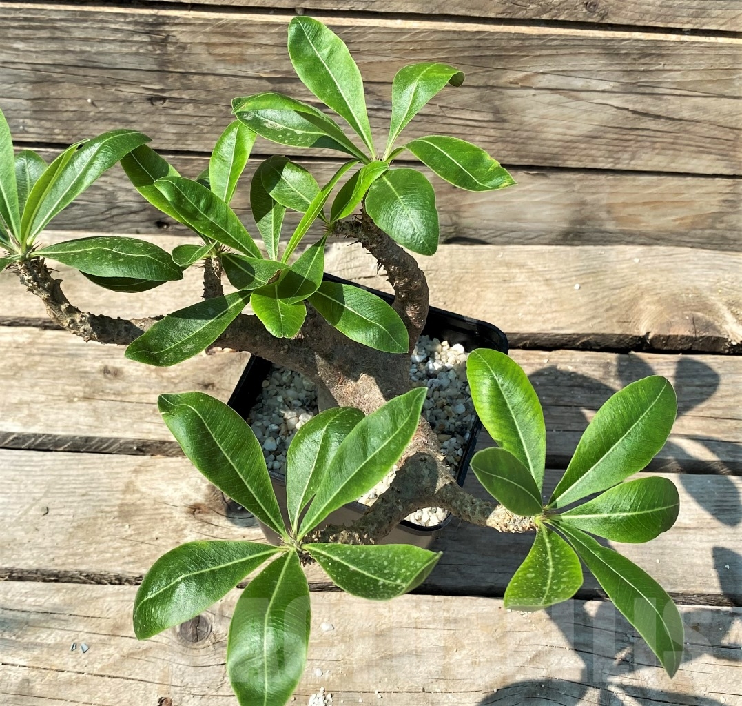 SHPR12976 Pachypodium rosulatum ssp. makayense -Madagascar- - immagine 2