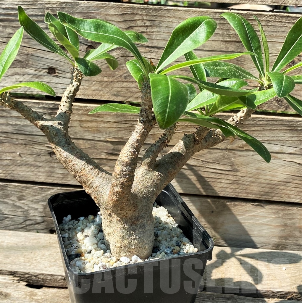 SHPR12976 Pachypodium rosulatum ssp. makayense -Madagascar- - immagine 3