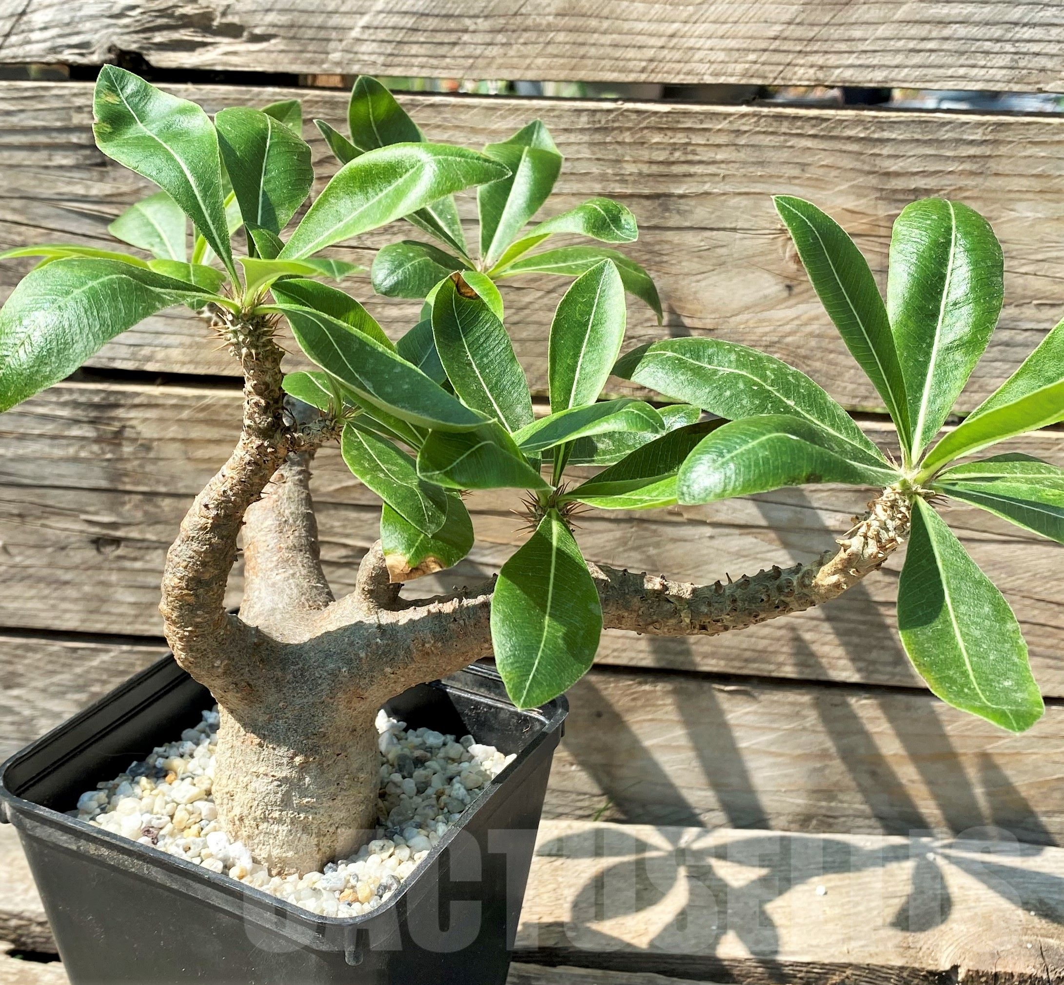 SHPR12976 Pachypodium rosulatum ssp. makayense -Madagascar-