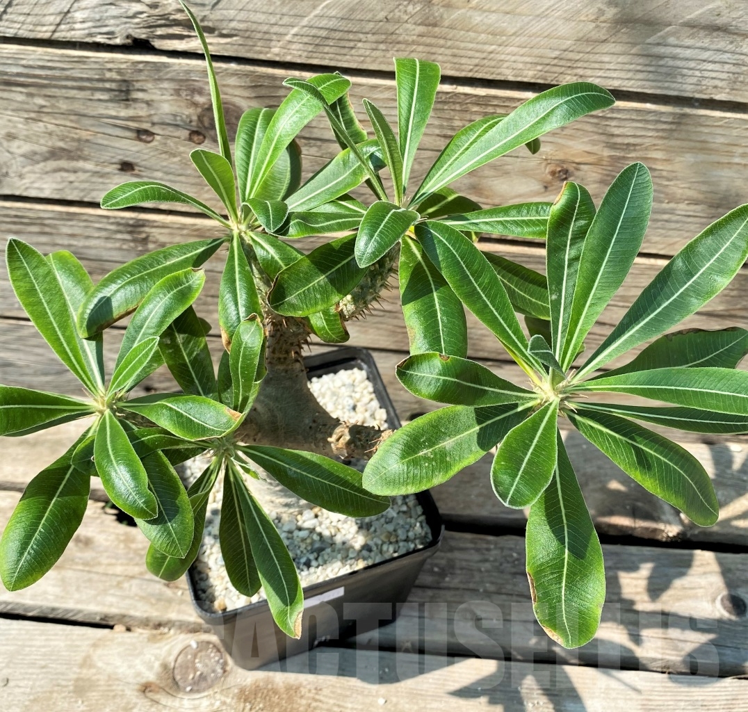 SHPR12977 Pachypodium rosulatum ssp. makayense -Madagascar- - Image 2