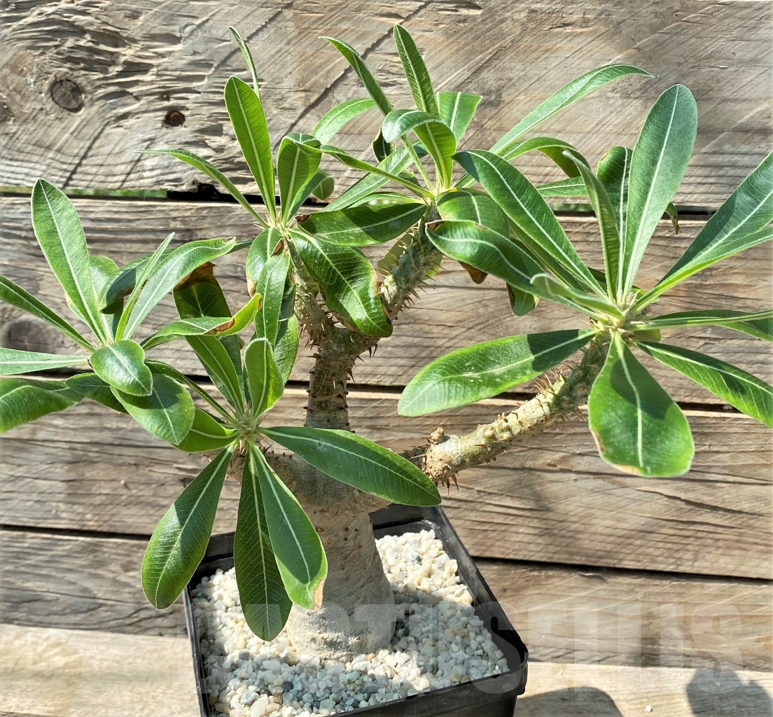 SHPR12977 Pachypodium rosulatum ssp. makayense -Madagascar- - Image 3