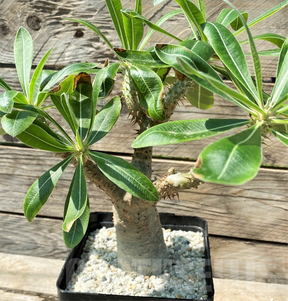 SHPR12977 Pachypodium rosulatum ssp. makayense -Madagascar-