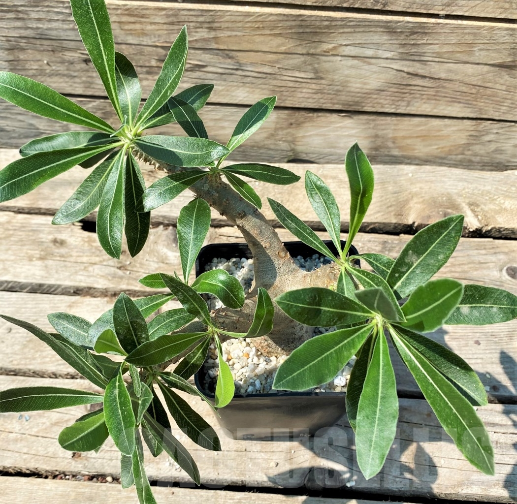 SHPR12978 Pachypodium rosulatum ssp. makayense -Madagascar- - Obrázek 2