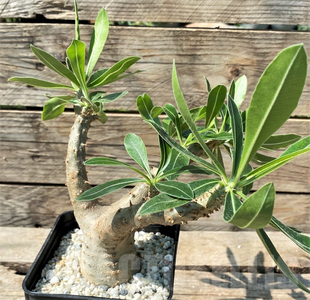 SHPR12978 Pachypodium rosulatum ssp. makayense -Madagascar- - Obrázek 3