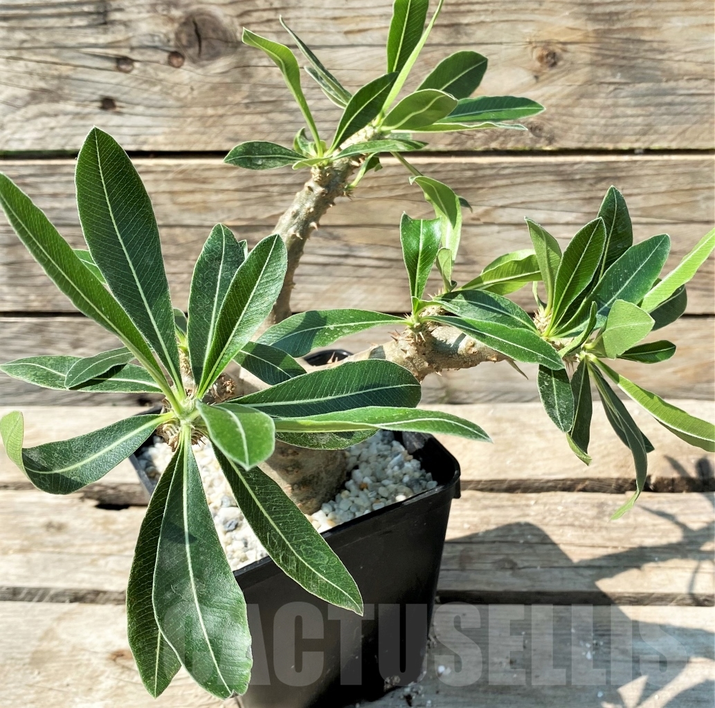 SHPR12978 Pachypodium rosulatum ssp. makayense -Madagascar-