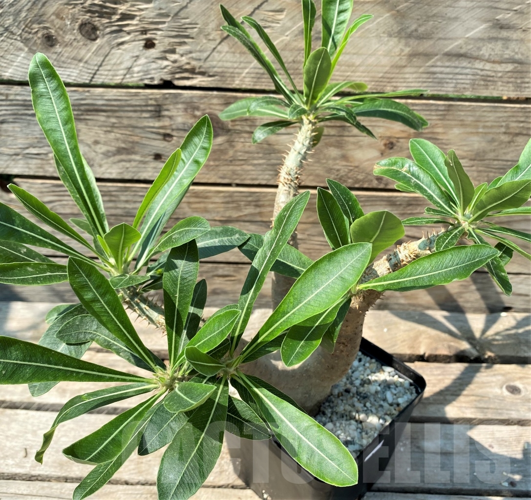 SHPR12979 Pachypodium rosulatum ssp. makayense -Madagascar- - Image 2