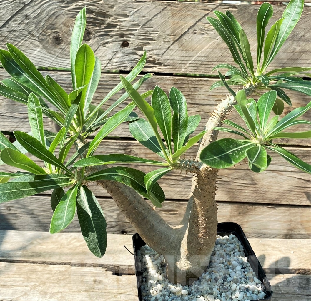 SHPR12979 Pachypodium rosulatum ssp. makayense -Madagascar-