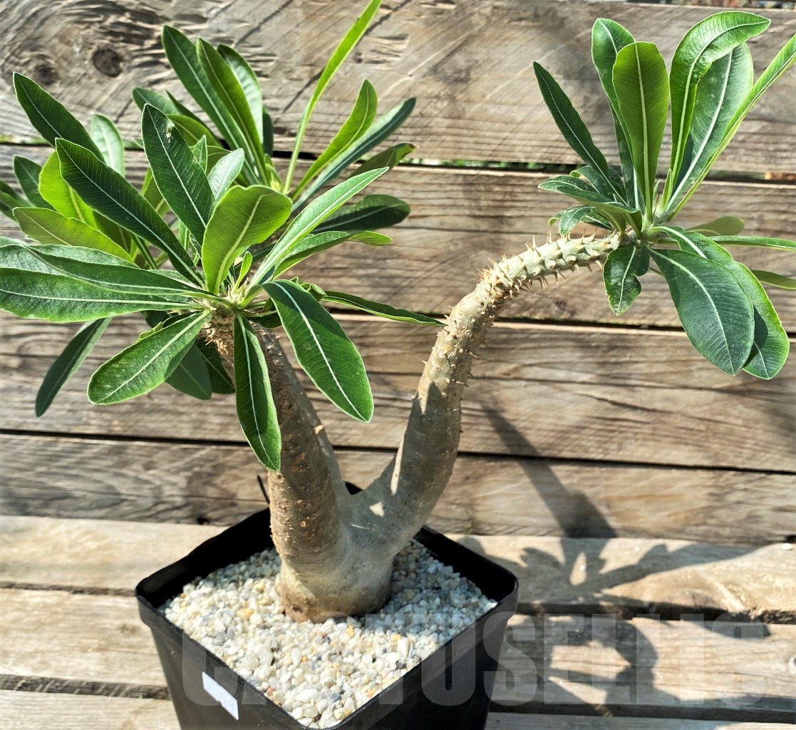 SHPR12979 Pachypodium rosulatum ssp. makayense -Madagascar- - Image 3