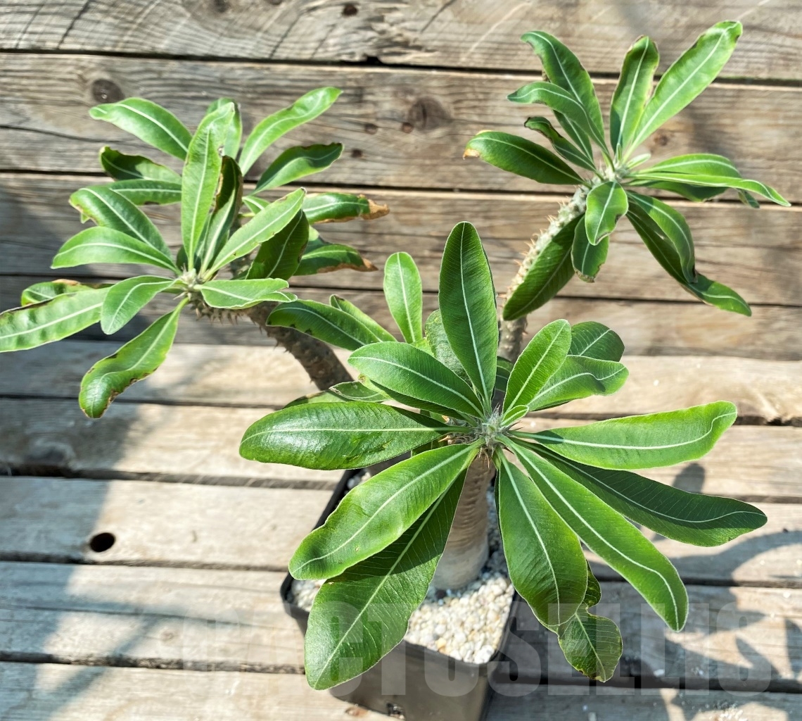 SHPR12980 Pachypodium rosulatum ssp. makayense -Madagascar- - Зображення 2