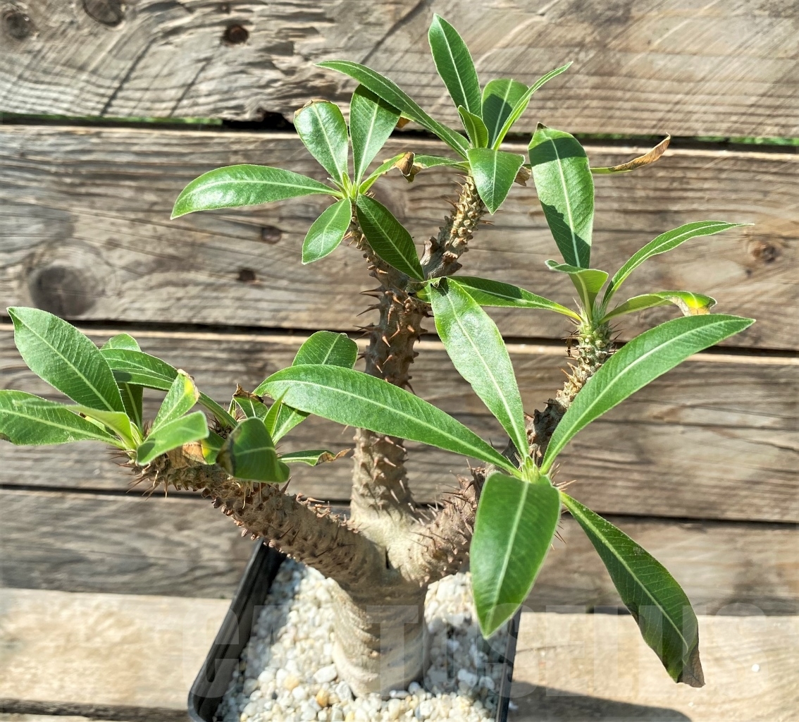 SHPR12983 Pachypodium rosulatum ssp. makayense -Madagascar- - Зображення 2