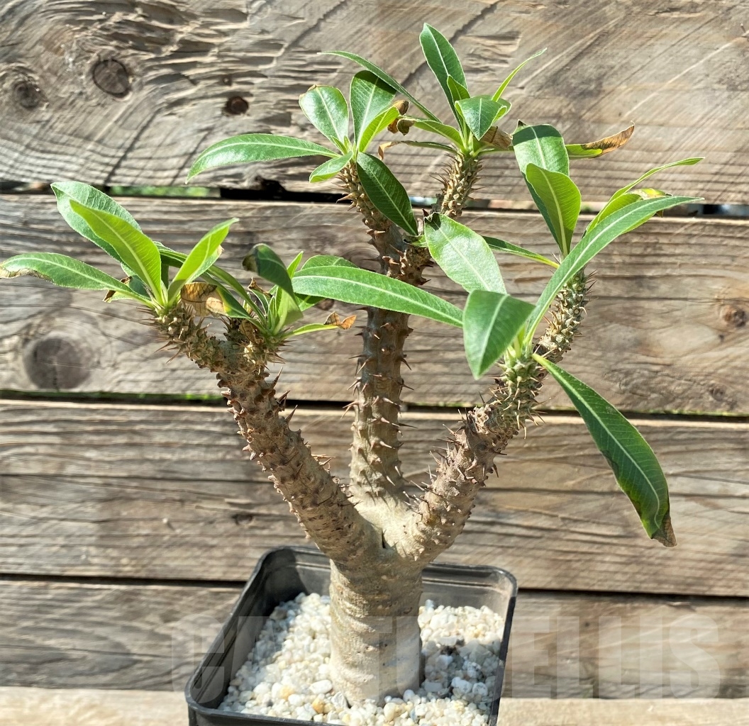 SHPR12983 Pachypodium rosulatum ssp. makayense -Madagascar-