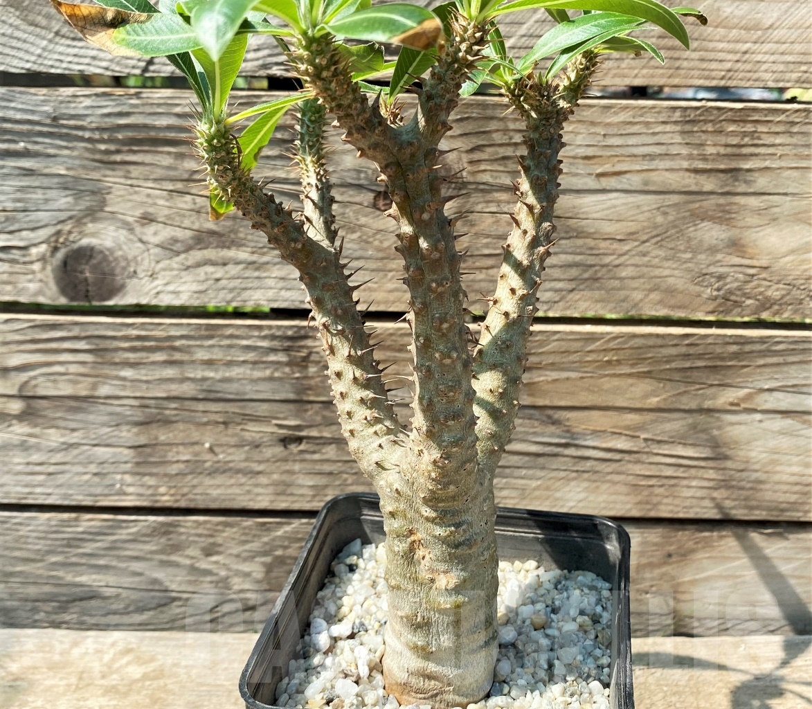 SHPR12983 Pachypodium rosulatum ssp. makayense -Madagascar- - Зображення 3