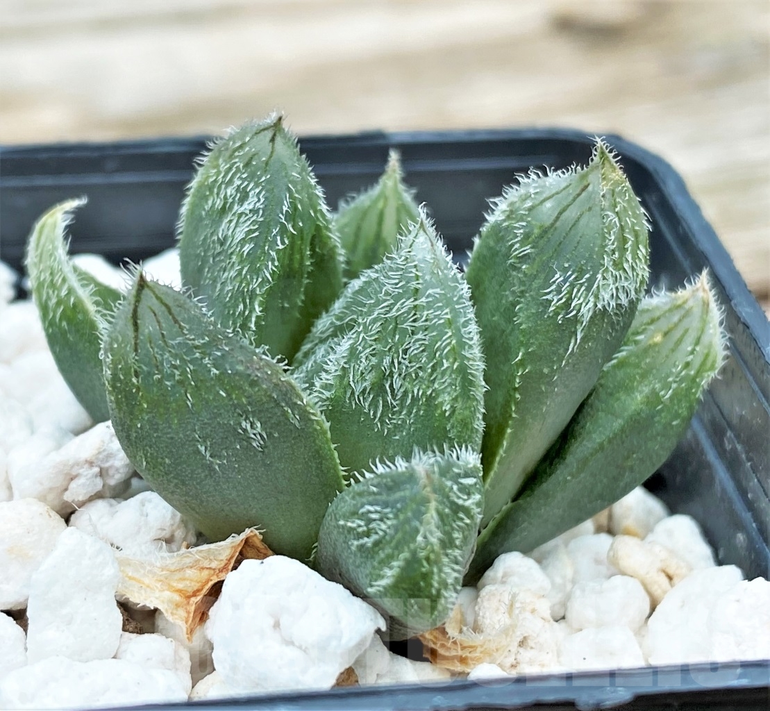 SHPR12968 Haworthia cooperi v. venusta hybrid - Image 2