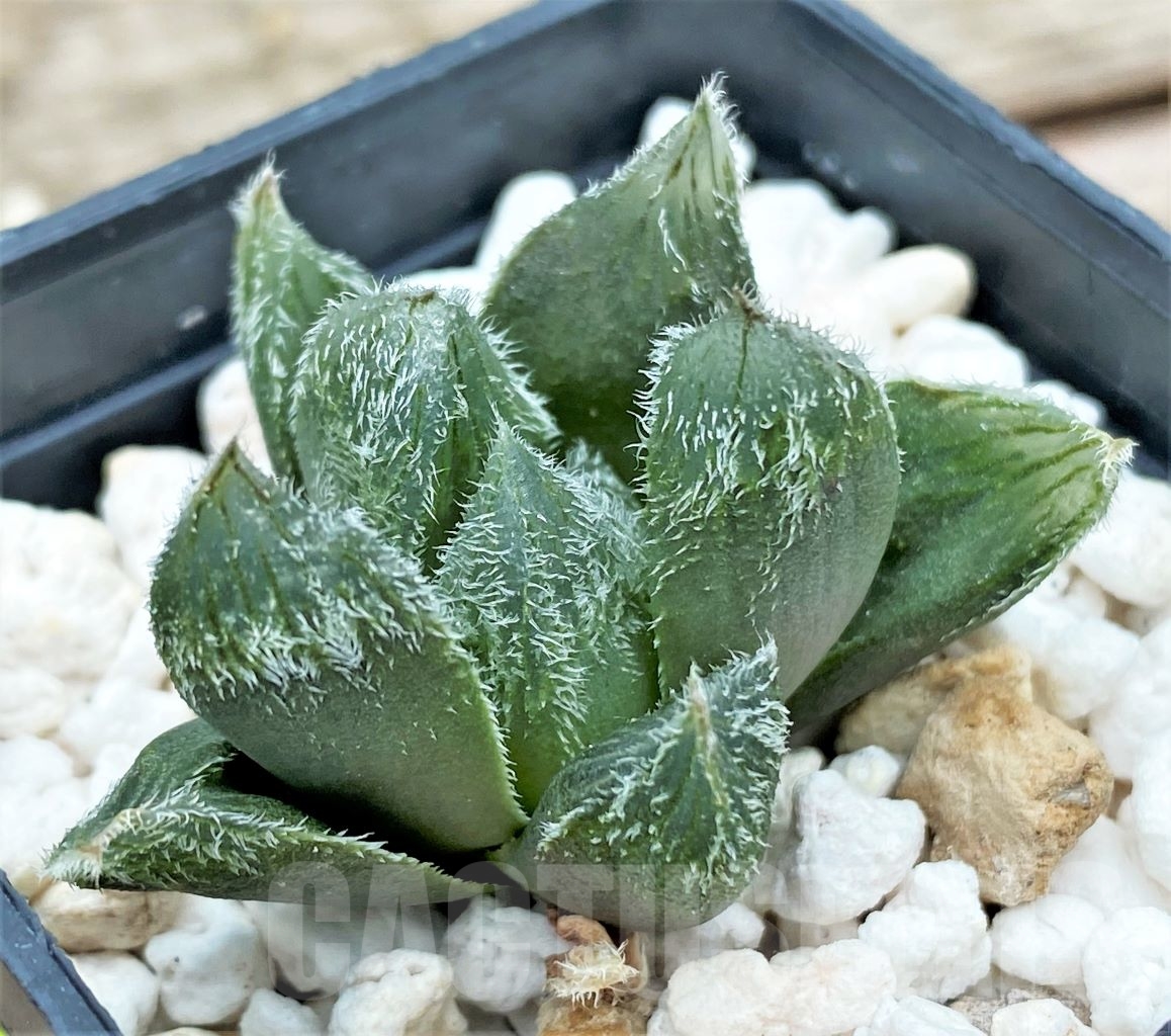 SHPR12968 Haworthia cooperi v. venusta hybrid
