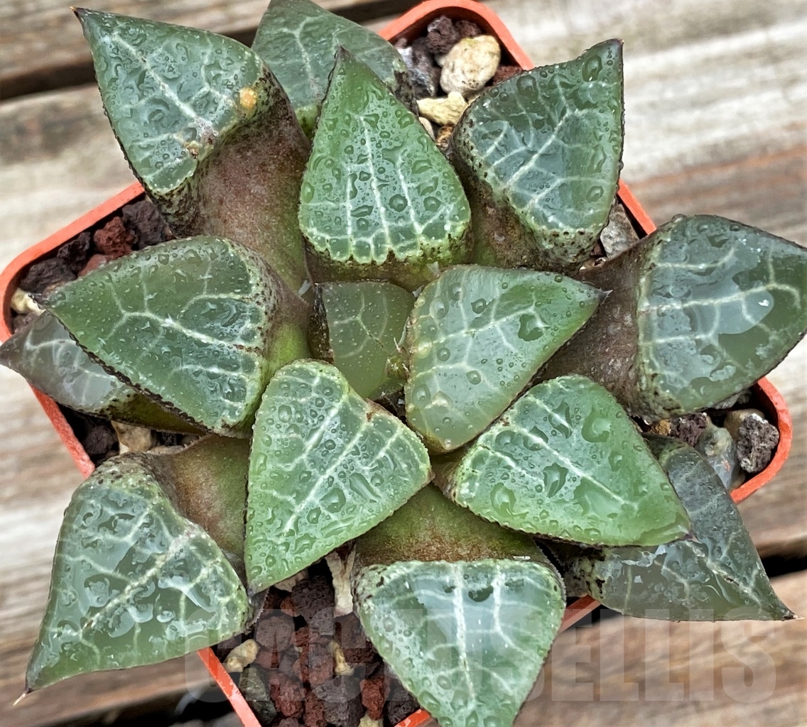 SHPR12995 Haworthia comptoniana HCO -7, ex Cactus Nishi
