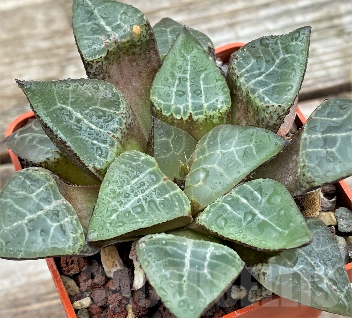 SHPR12995 Haworthia comptoniana HCO -7, ex Cactus Nishi - Image 2