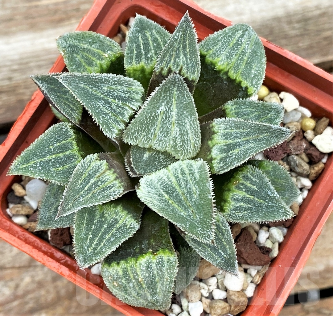SHPR12997 Haworthia pygmaea 'Groeslin' - Image 2