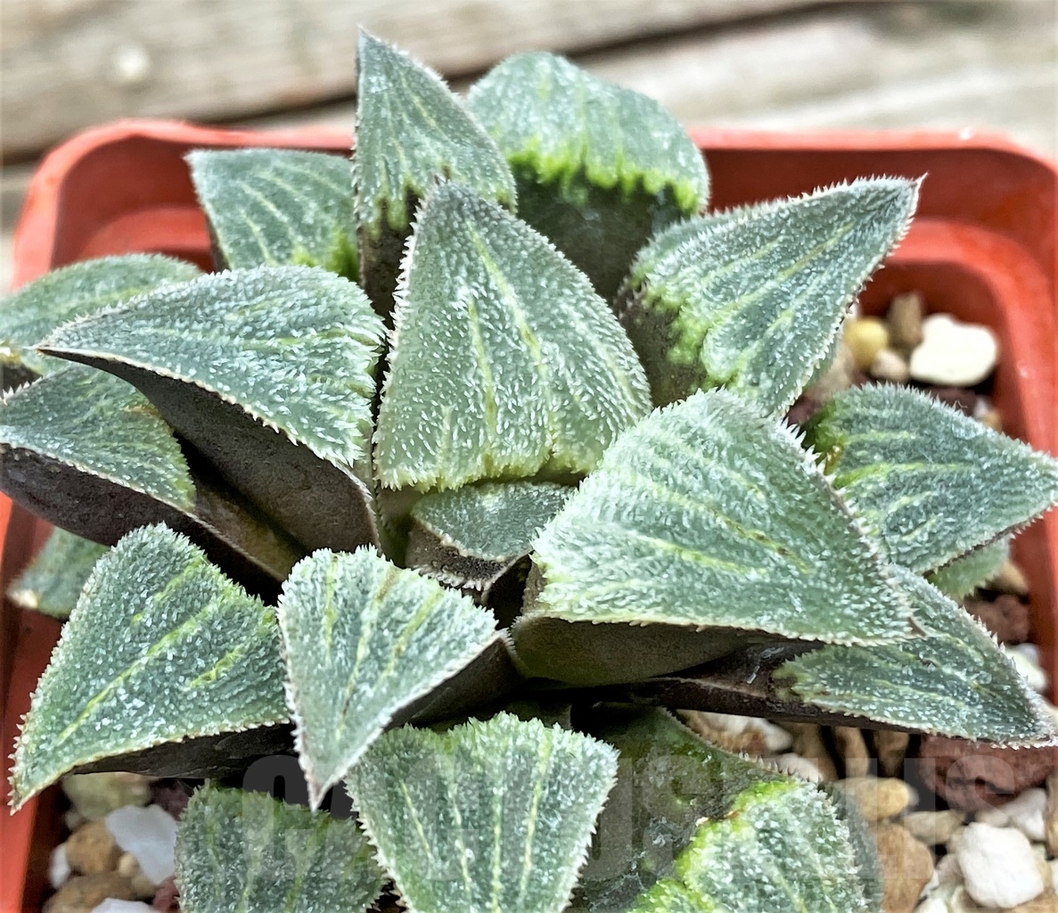 SHPR12997 Haworthia pygmaea 'Groeslin'