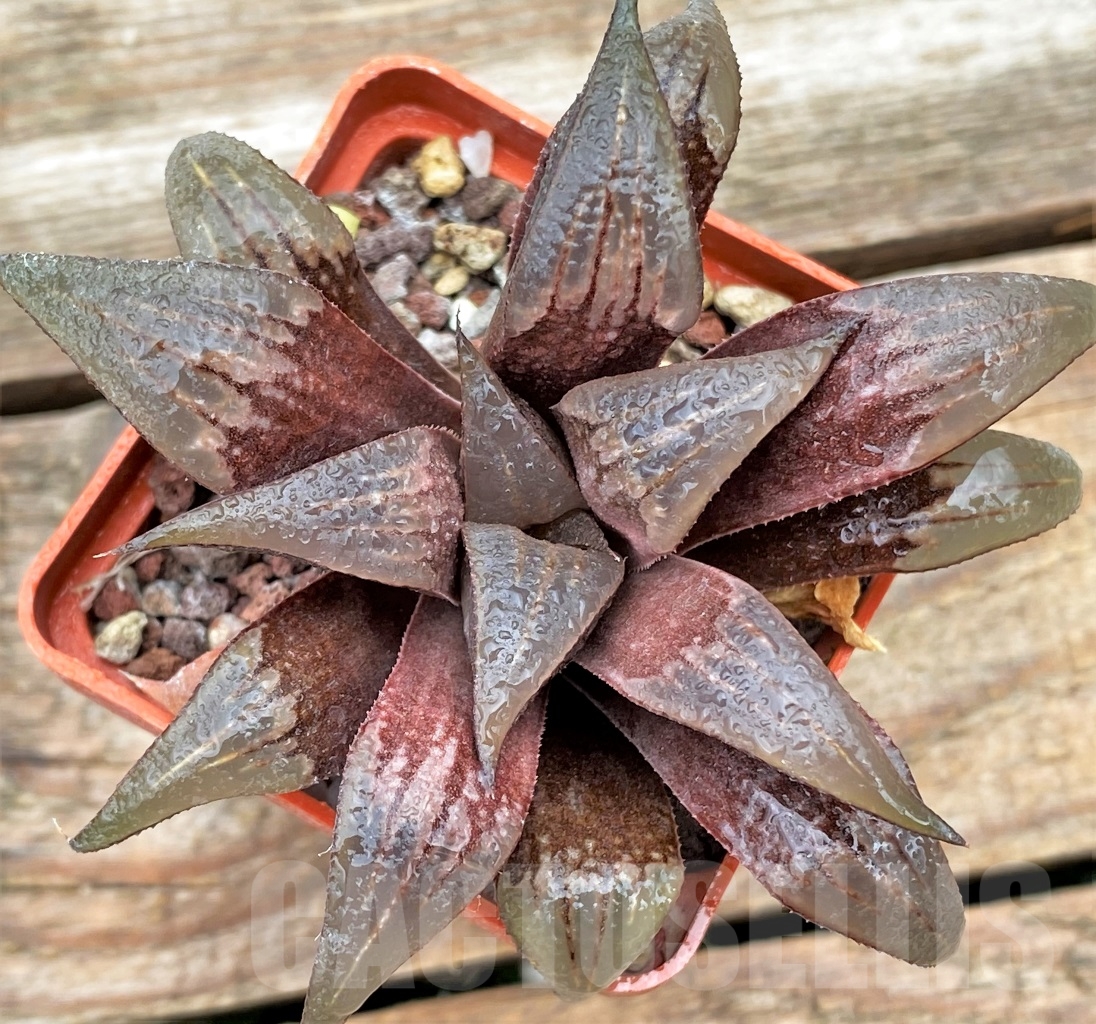 SHPR12998 Haworthia badia - immagine 2