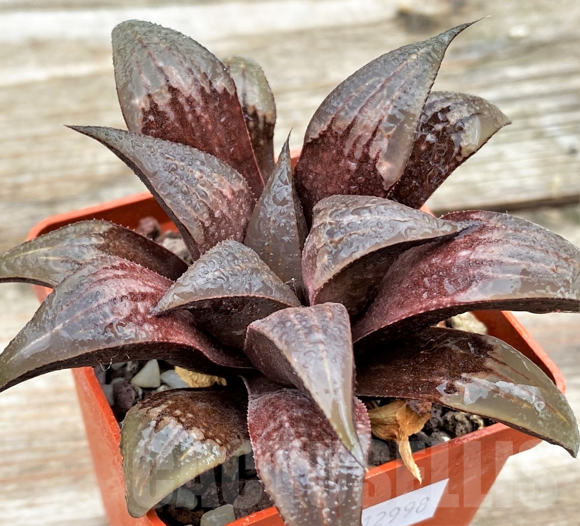 SHPR12998 Haworthia badia