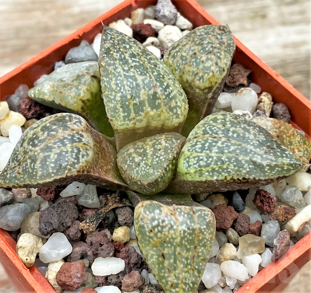 SHPR12999 Haworthia picta var. janvlokii REB 55