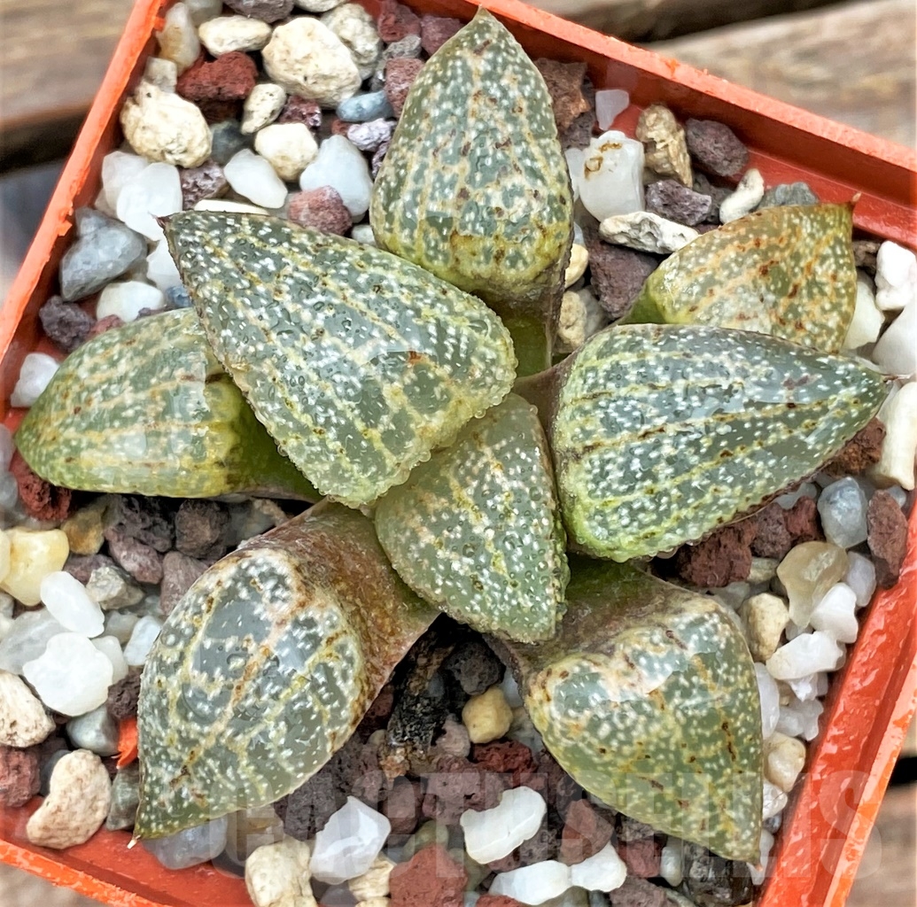 SHPR12999 Haworthia picta var. janvlokii REB 55 - immagine 2