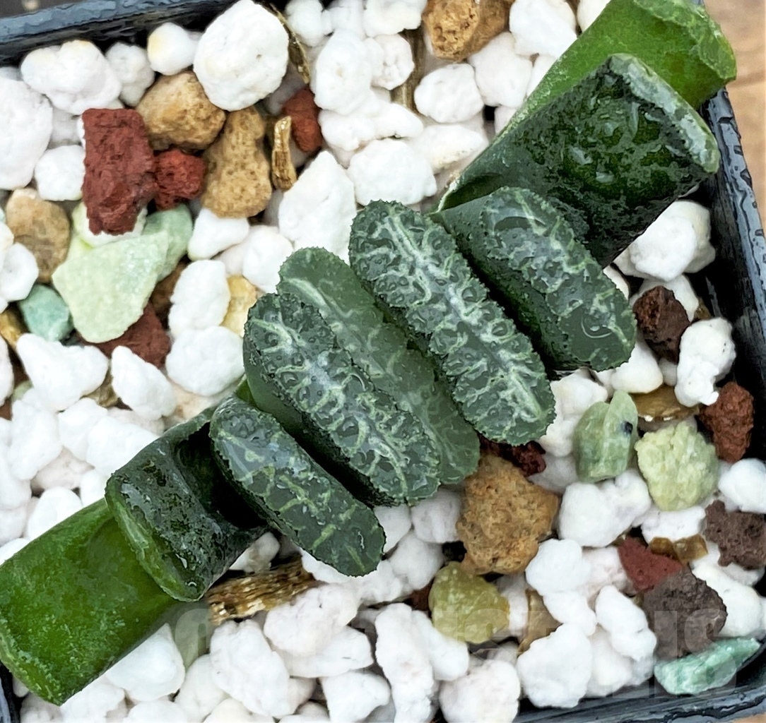 SHPR13001 Haworthia truncata Japan - Image 2