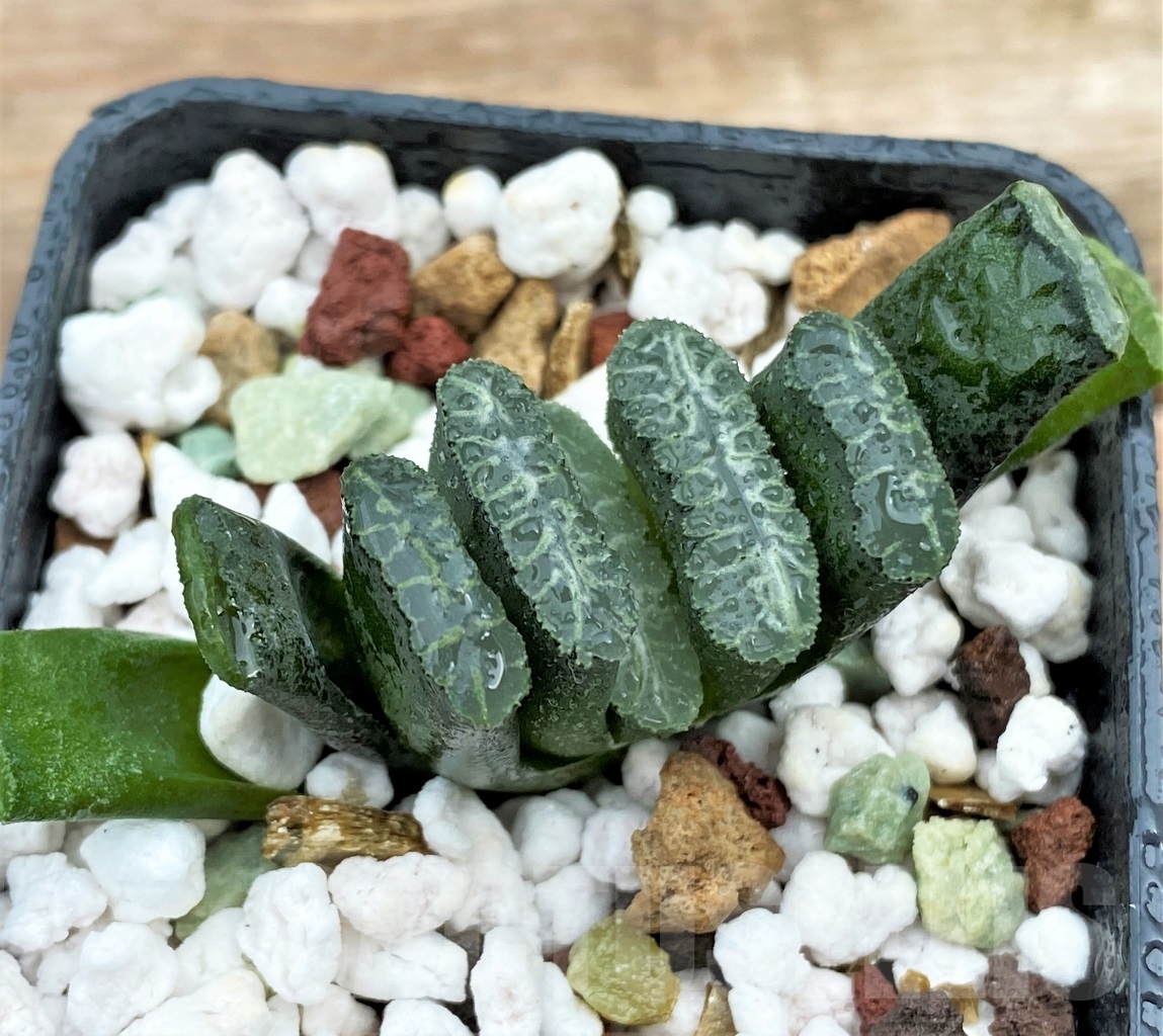 SHPR13001 Haworthia truncata Japan