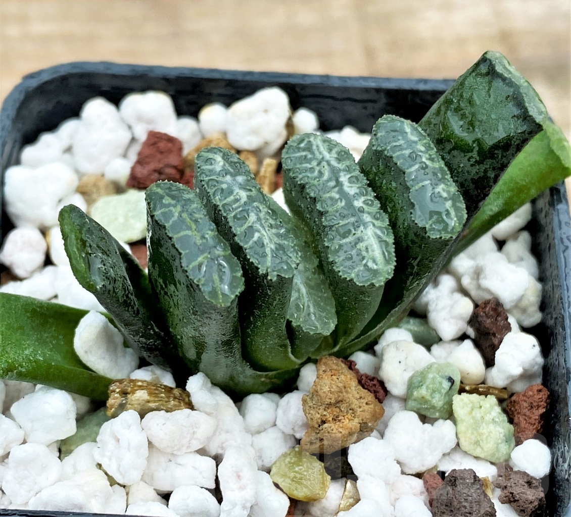 SHPR13001 Haworthia truncata Japan - Image 3