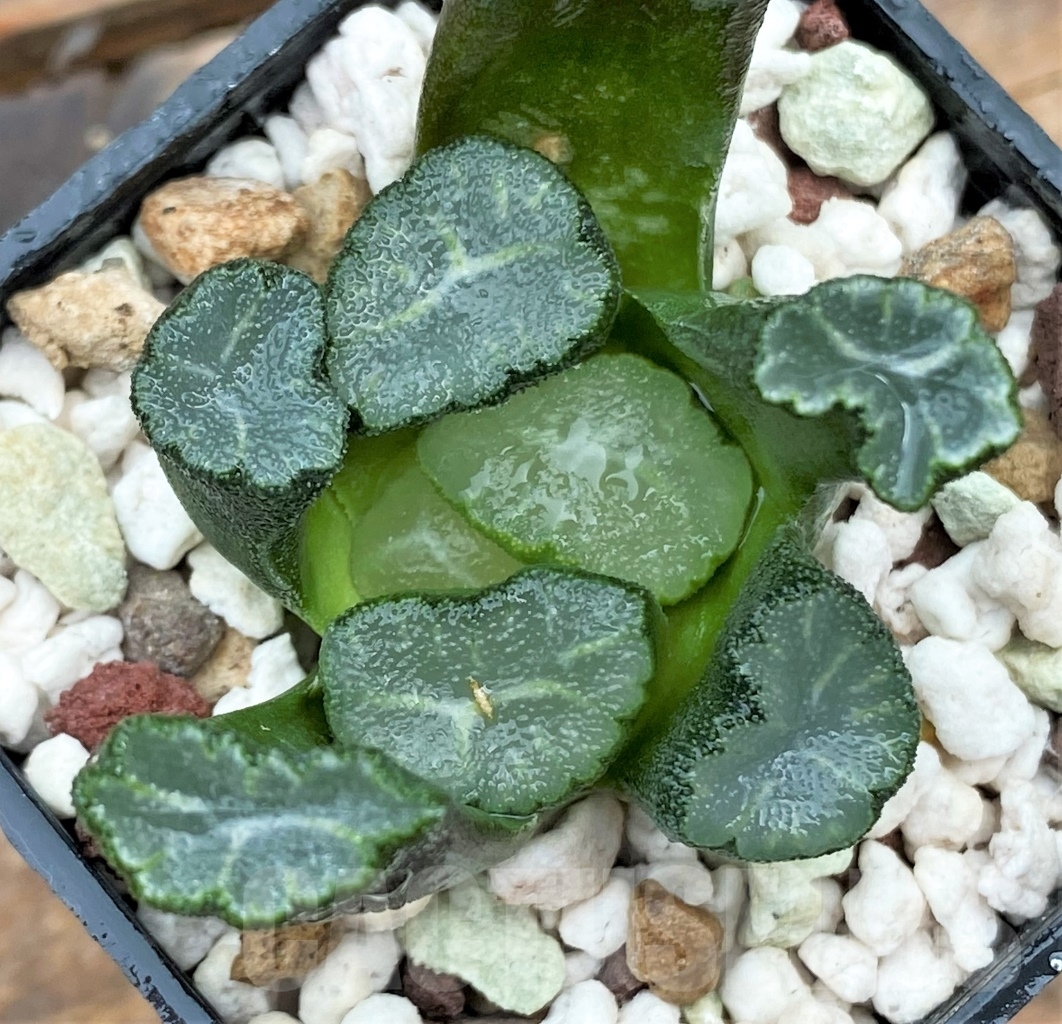 SHPR13002 Haworthia maughanii Japan selection