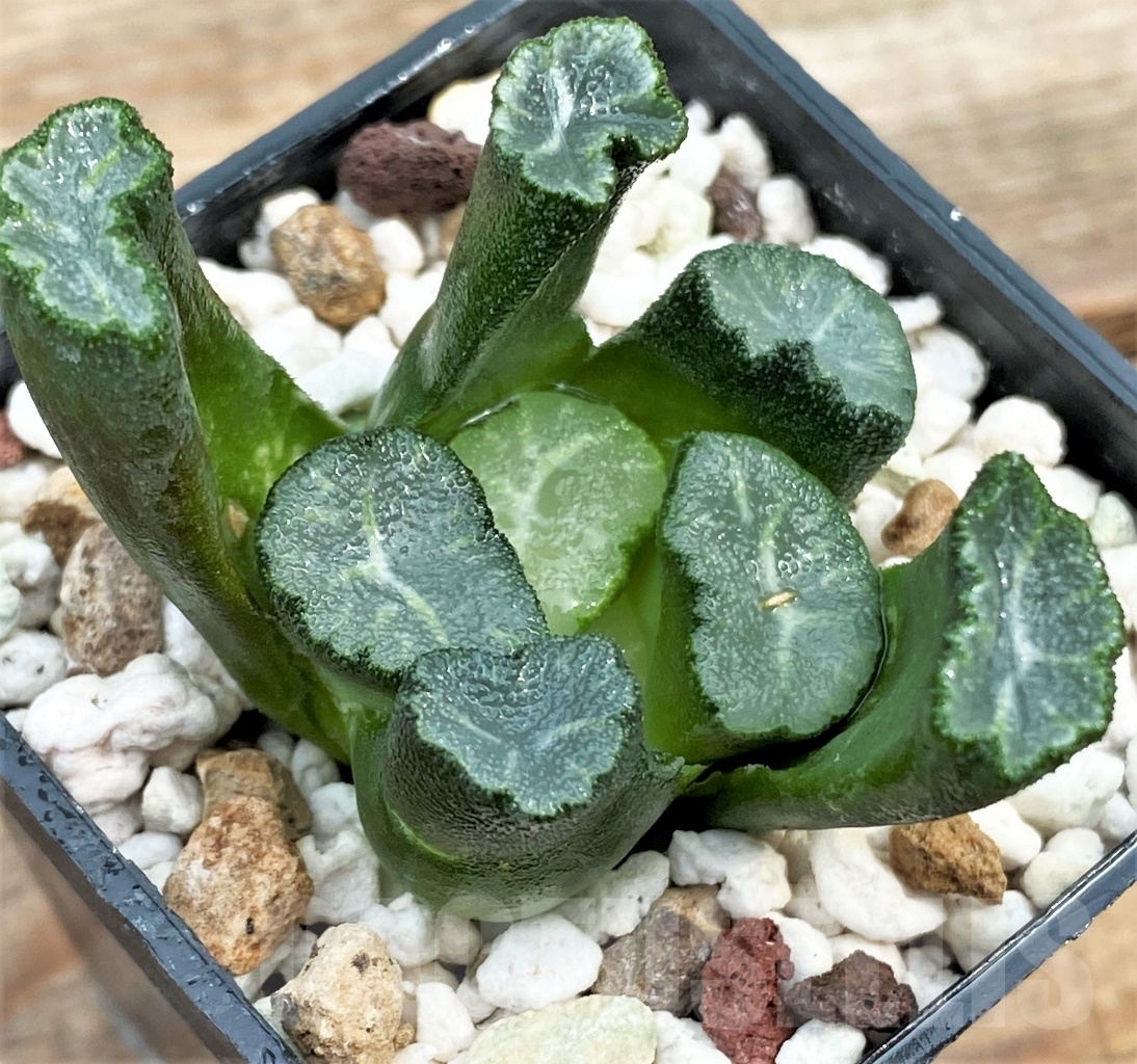 SHPR13002 Haworthia maughanii Japan selection - Image 2