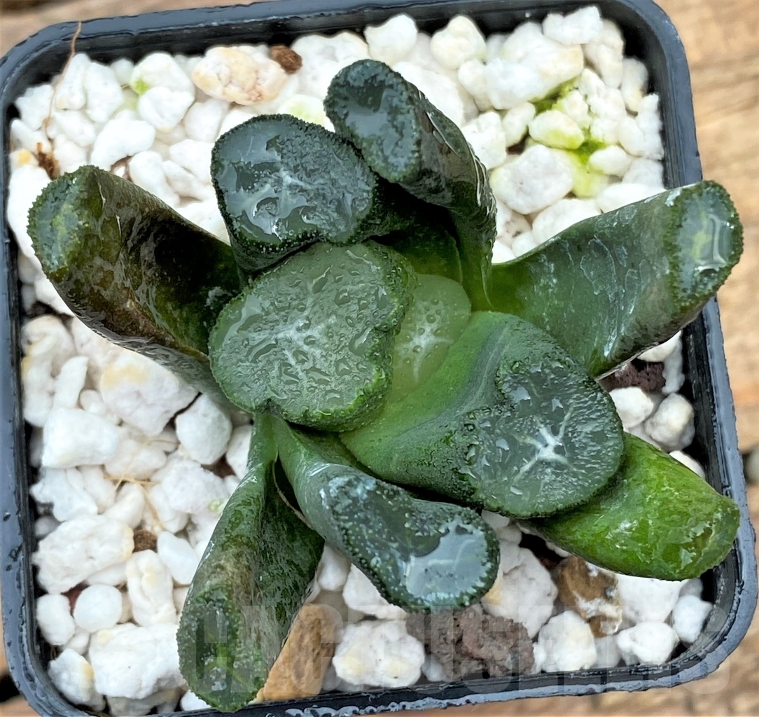SHPR13003 Haworthia maughanii Japan selection - Image 2